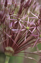 Allium, Allium cristophii.