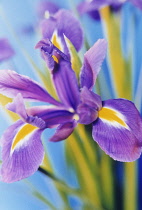 Iris.