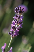 Lavender, Lavandula augustifolia.