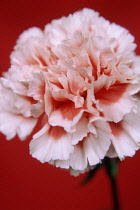 Carnation, Dianthus.