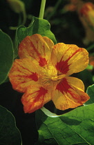 Nasturtium, Tropaeolum majus.