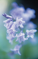 Bluebell, Hyacinthoides.