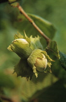 Hazel, Cob-nut, Corylus avellana.