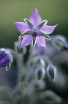 Borage, Borago officinalis.