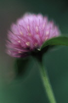 Clover, Trifolium pratense.