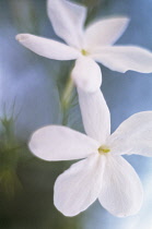 Jasmine, Jasminum officinale.