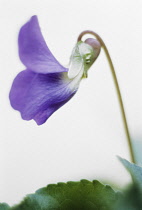 Violet, Sweet violet, Viola odorata.