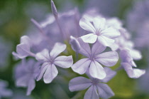 Plumbago, Plumbago auriculata.