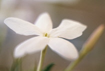 Jasmine, Jasminum officinale.