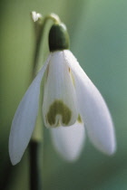 Snowdrop, Galanthus nivalis.