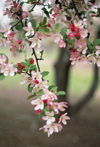 Cherry Plum, Prunus cerasifera.