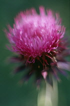 Cardoon, Cynara cardunculus.