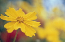 Coreopsis, Coreopsis auriculata.