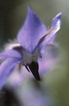 Borage, Borago officinalis.