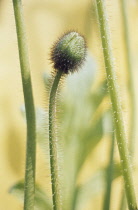 Poppy, Papaver.