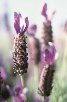 Lavender, French lavender, Lavandula stoechas.