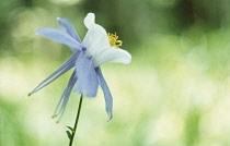 Aquilegia, Columbine, Aquilegia caerulea.