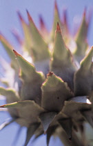 Cardoon, Cynara cardunculus.