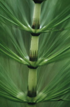 Horsetail, Field horsetail, Equisetum arvense.