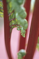 Swiss Chard, Beta vulgaris.