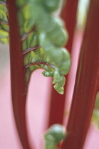 Swiss Chard, Beta vulgaris.