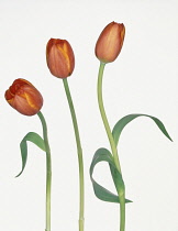 Tulip, Tulipa.
