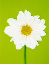 Daisy, Chrysanthemum.