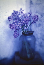 Bluebell, Hyacinthoides.