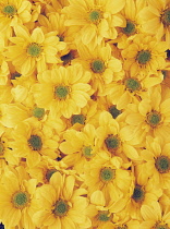 Daisy, Chrysanthemum.