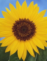 Sunflower, Helianthus annuus.