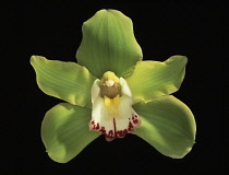 Orchid, Cymbidium.