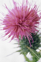 Thistle, Spear thistle, Scotch thistle, Bull thistle, Cirsium vulgare.