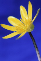 Celandine, Ranunculus ficaria.