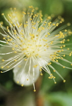 Myrtle, Myrtus communis.