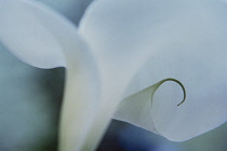 Lily, Arum lily, Calla lily, Zantedeschia aethiopica.