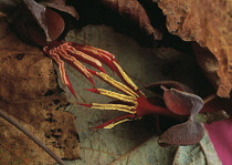 Devil'sClaw, Proboscidea lousianica.