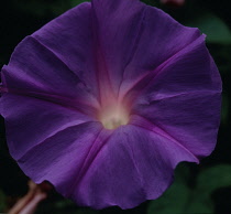 Morning Glory, Ipomoea.