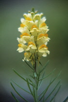 Toadflax, Linaria vulgaris.