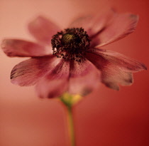 Anemone, Anemone coronaria.