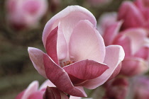 Magnolia, Magnolia soulangeana 'Triumphans'.