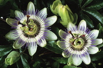 Passion flower, Passiflora caerulea.