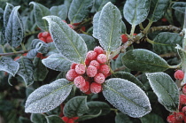 Holly, Ilex 'J C van Tol'.