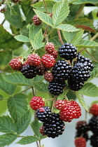 Blackberry, Rubus laciniatus 'Loch Ness'.