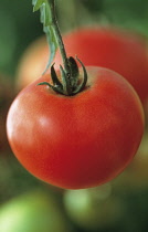 Tomato, Lycopersicon esculentum 'Oregon Spring'.