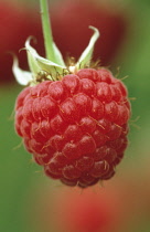 Raspberry, Rubus idaeus.