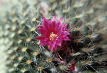 Cactus, Pincushion cactus, Mammillaria.