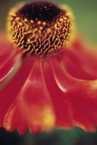 Helen's Flower, Sneezeweed, Helenium 'Moerheim Beauty'.