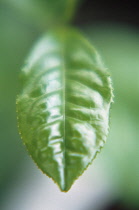 Tea Plant, Camellia sinensis.