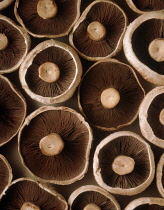 Mushroom, Psalliota bisporus.