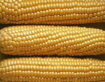 Sweetcorn, Zea mays.